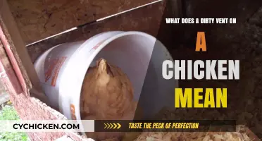 Dirty Chicken Vent: What Does it Mean?