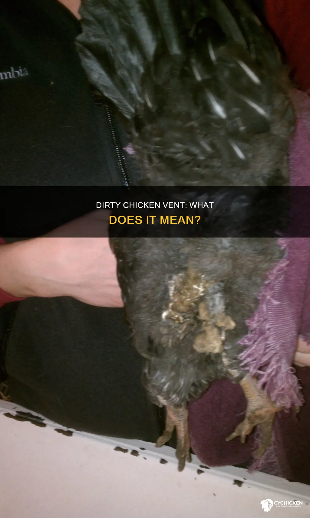 what does a dirty vent on a chicken mean
