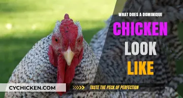 Discover the Unique Appearance of Dominique Chickens: A Visual Guide