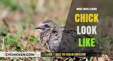 Exploring the Adorable Appearance of Dove Chicks: A Visual Guide