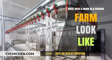 Exploring the Essentials: A Glimpse into Chicken Farm Drainage Systems