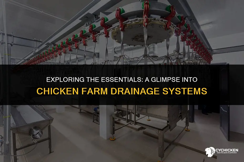 what does a drain in a chicken farm look like
