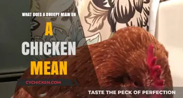 Droopy Tail Feathers: What Your Chicken is Trying to Tell You
