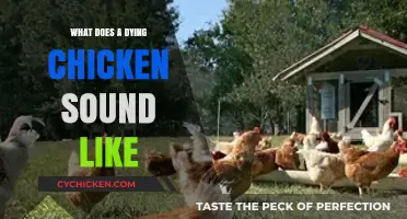 The Final Chirps: Understanding the Sounds of a Dying Chicken