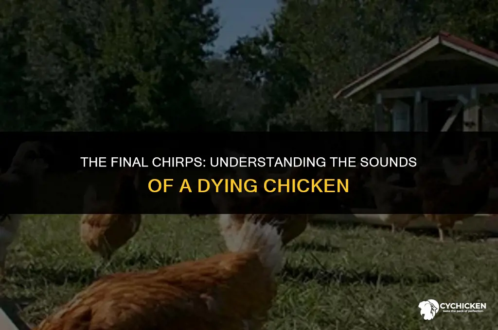 what does a dying chicken sound like