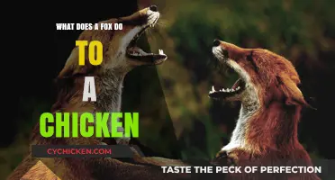 Fox and Chicken Encounters: Understanding Predatory Behavior in the Wild