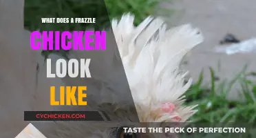 Unveiling the Unique Appearance of Frazzle Chickens: A Visual Guide