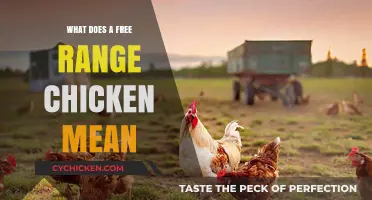Understanding Free Range Chickens: Benefits, Standards, and Ethical Considerations