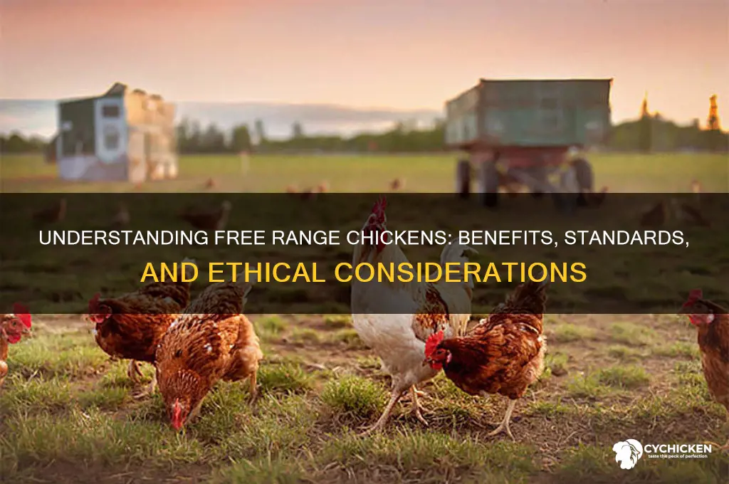 what does a free range chicken mean