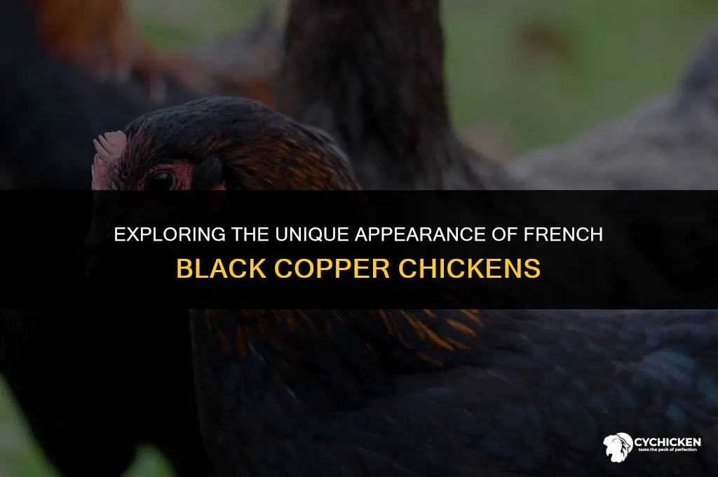 what does a french black copper chicken look like