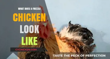 Exploring the Unique Appearance of Frizzle Chickens: A Visual Guide