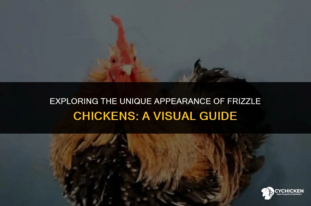 what does a frizzle chicken look like