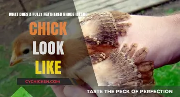 Exploring the Unique Beauty of Fully Feathered Rhode Island Chicks