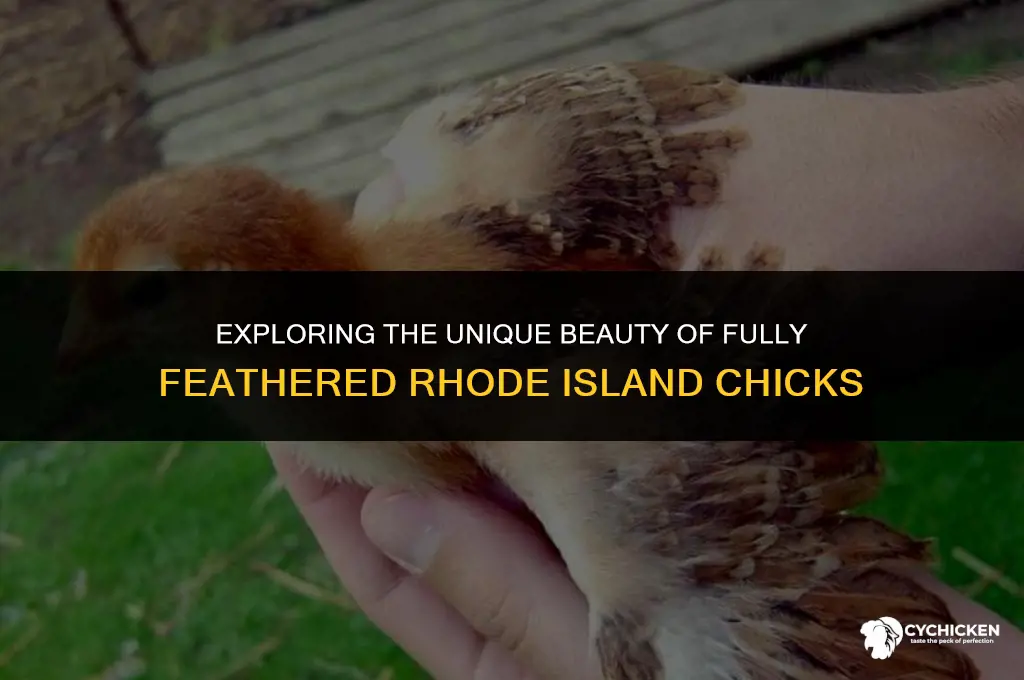 what does a fully feathered rhode island chick look like