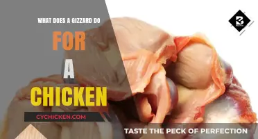 Understanding the Chicken Gizzard: Its Role and Importance Explained