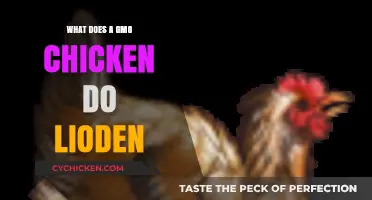 GMO Chickens in Lioden: Unlocking Unique Traits and Game Strategies