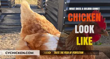 Unveiling the Majestic Golden Comet Chicken: A Visual Guide