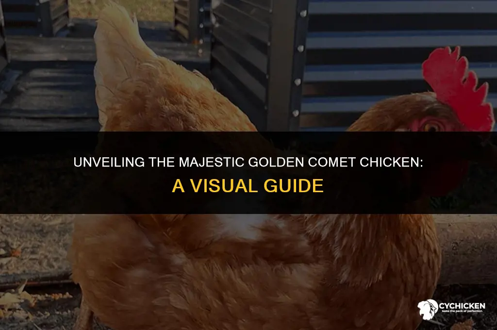 what does a golden comet chicken look like
