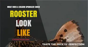 Feathers of Gold: The Majestic Appearance of a Golden Spangled Chick Rooster