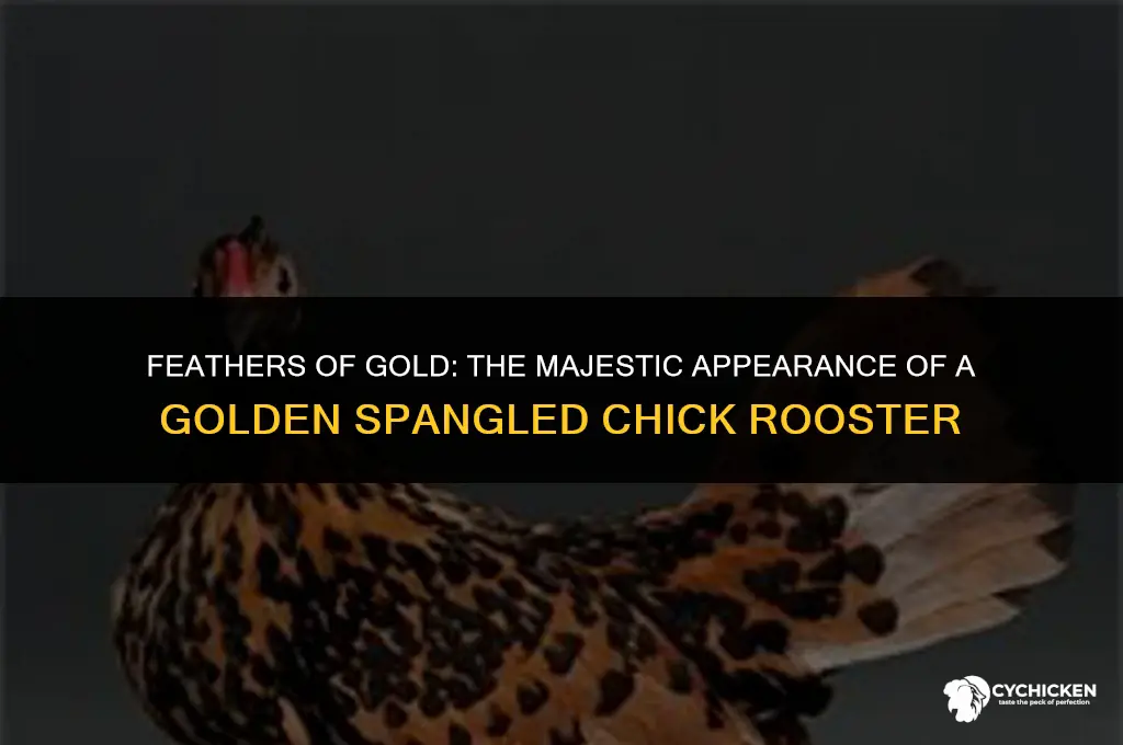 what does a golden spangled chick rooster look like