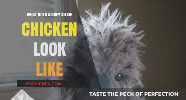 Feathered Elegance: The Unique Charm of Grey Silkie Chickens