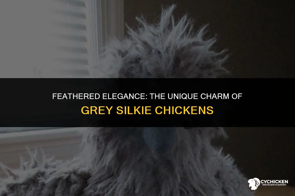 what does a grey silkie chicken look like