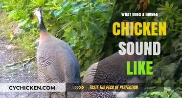 Exploring the Unique Vocalizations of Guinea Chickens
