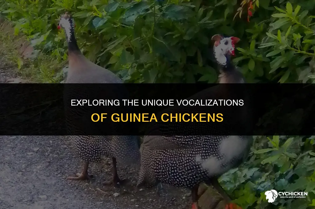 what does a guinea chicken sound like