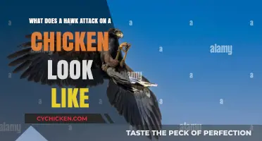 Predator and Prey: The Brutal Reality of a Hawk Attack on a Chicken