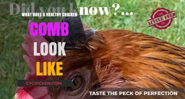 What Does a Healthy Chicken Comb Look Like?
