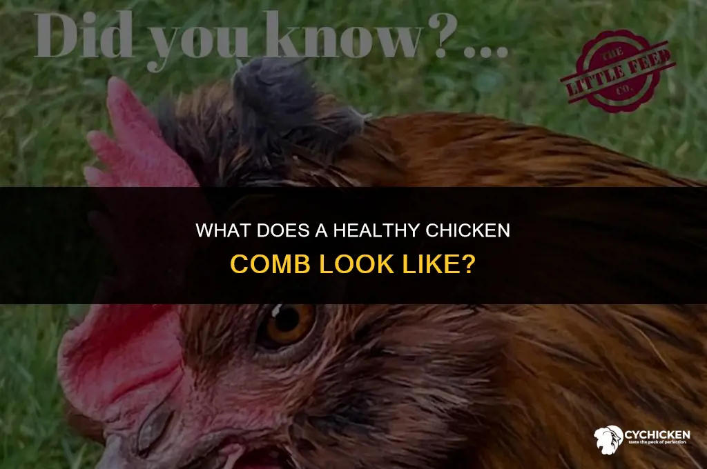 what does a healthy chicken comb look like
