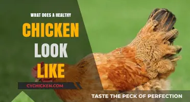 Cluckin' Good Health: A Guide to Recognizing a Thriving Chicken