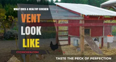 What Does a Healthy Chicken Vent Look Like?