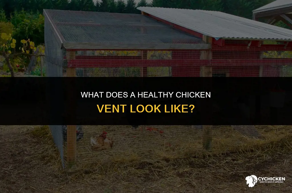 what does a healthy chicken vent look like
