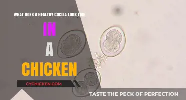 What Does a Healthy Coccidia Look Like in a Chicken?