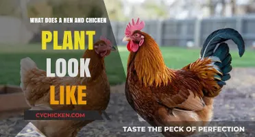 Exploring the Unique Appearance of Hen and Chicken Plants
