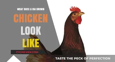 Exploring the Unique Features of ISA Brown Chickens