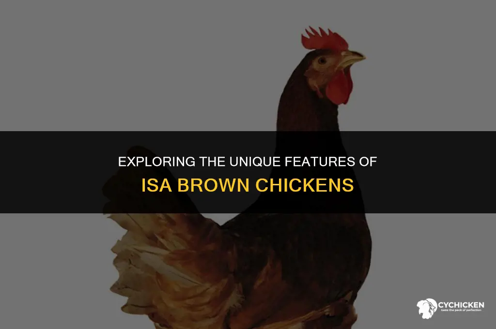 what does a isa brown chicken look like
