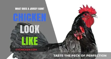 Feathered Giants: A Close-Up Look at Jersey Giant Chickens