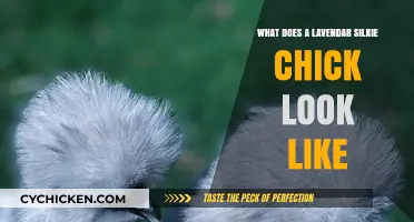 Exploring the Unique Appearance of Lavender Silkie Chicks