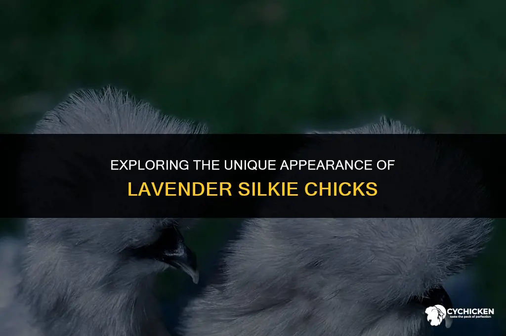 what does a lavendar silkie chick look like
