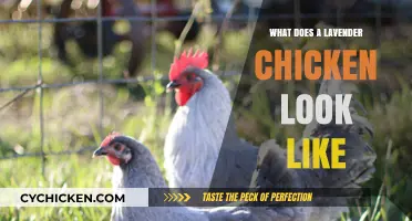 Exploring the Unique Appearance of Lavender Chickens: A Visual Guide
