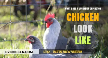 Exploring the Unique Appearance of Lavender Orpington Chickens