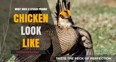 Exploring the Unique Appearance of the Lesser Prairie Chicken