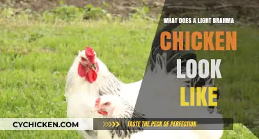 Feathered Elegance: Unveiling the Light Brahma Chicken's Beauty