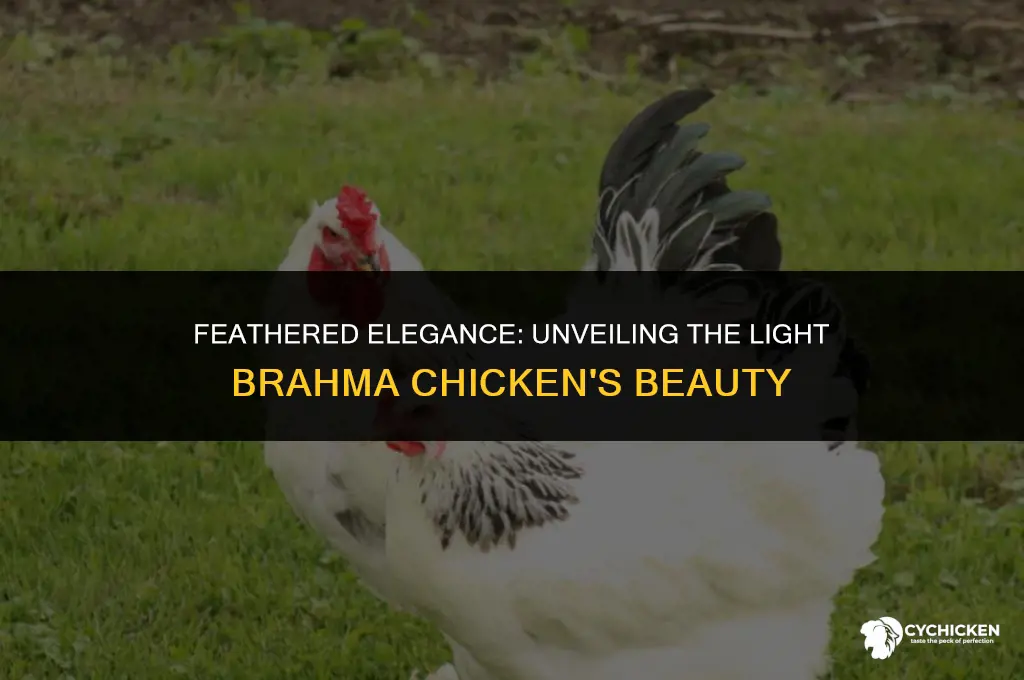 what does a light brahma chicken look like