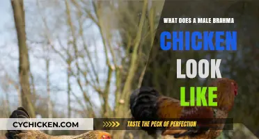 Discover the Striking Appearance of Male Brahma Chickens