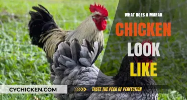 Exploring the Unique Features of Marans Chickens: A Visual Guide