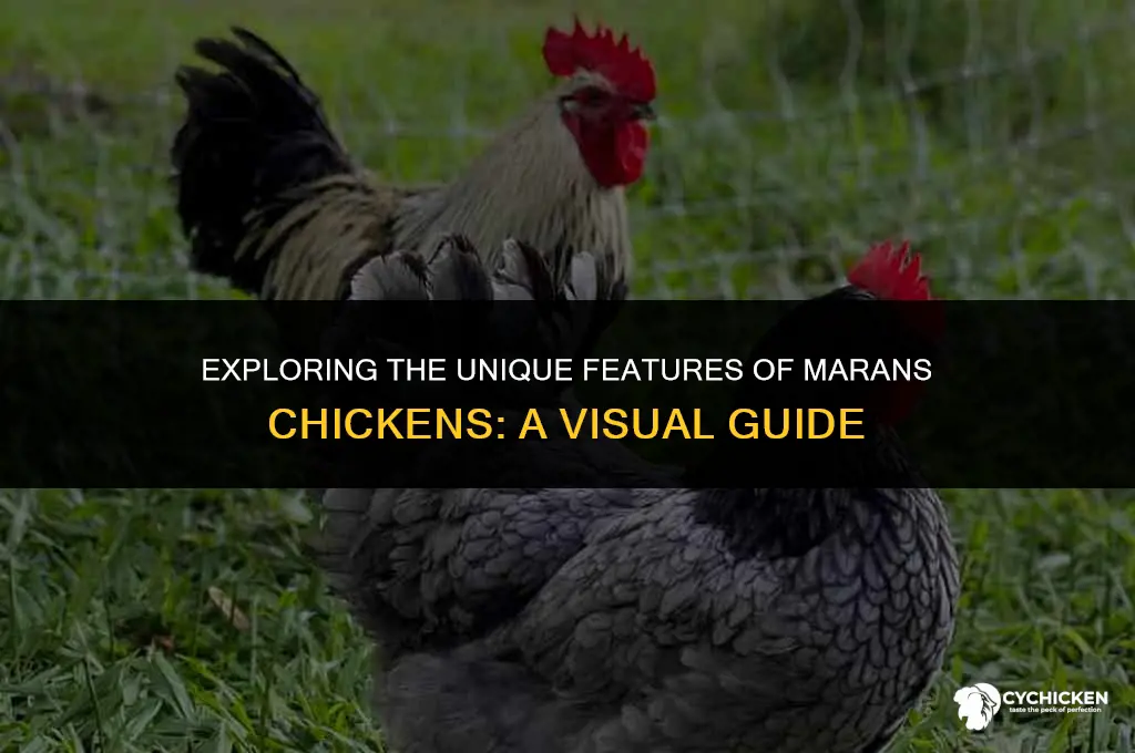 what does a maran chicken look like