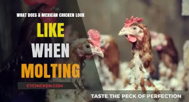 The Vibrant Transformation: Mexican Chickens During Molting Season